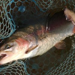 アタリ連発！ ～岡崎トラウトポンド～